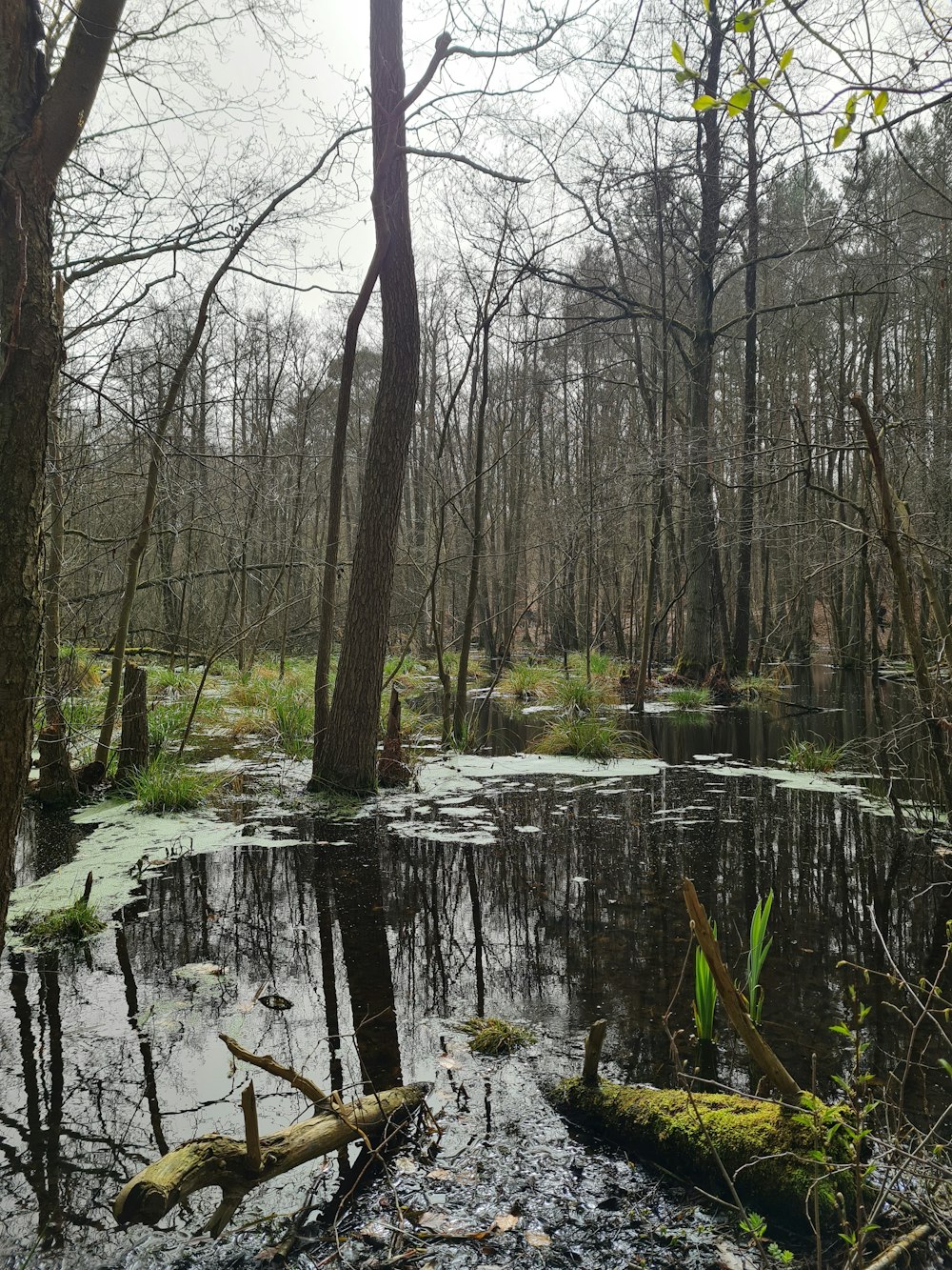 a swamp in the middle of a wooded area