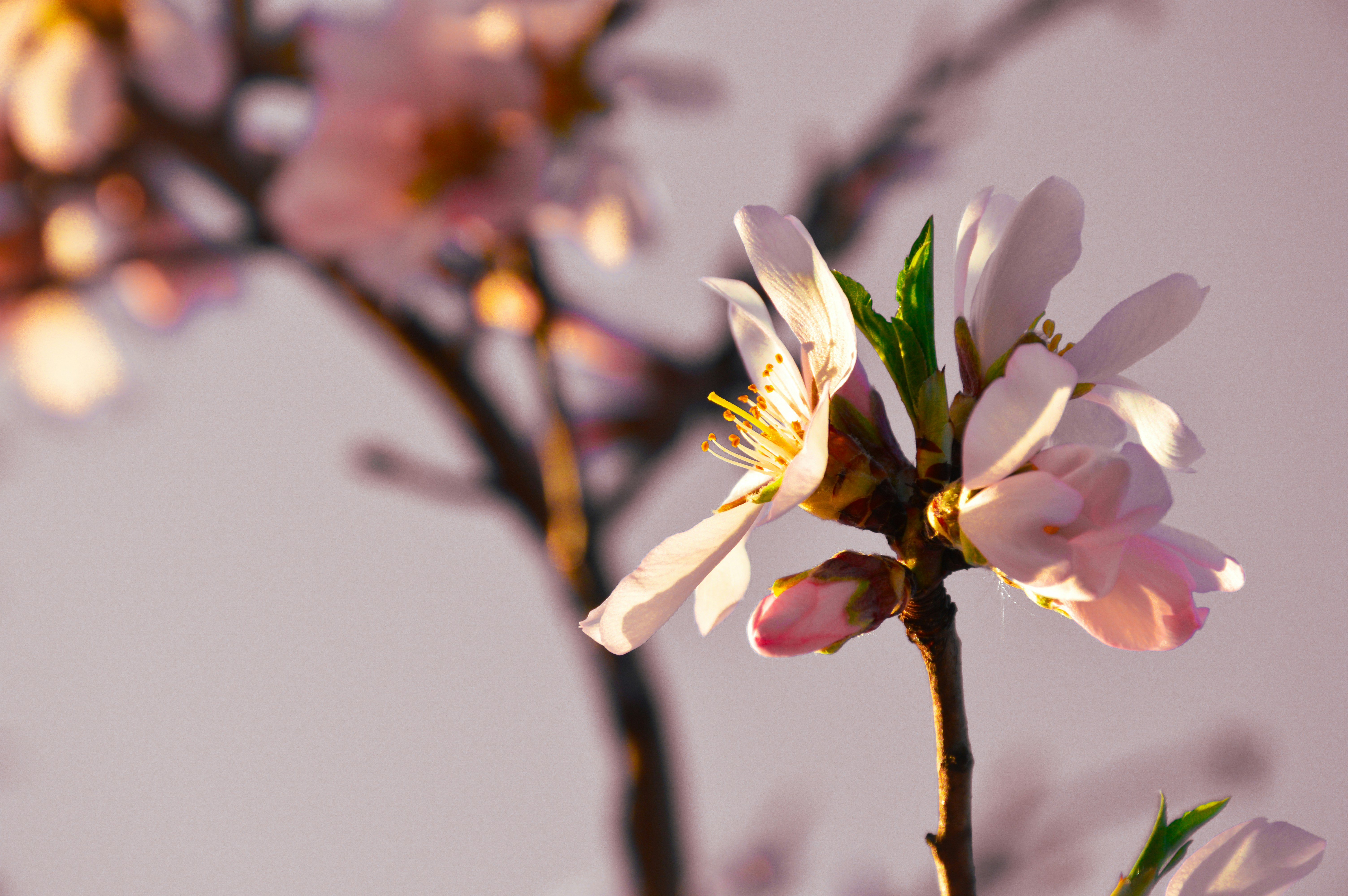 almond blossom wallpaper, wallpaper, Mandelic Acid: Best Exfoliant for Darker Skin? 6