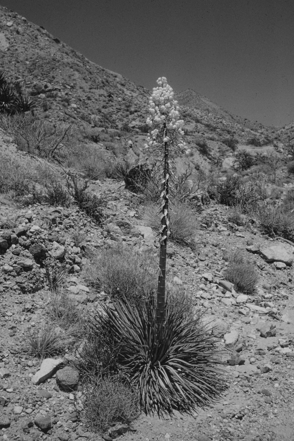 a small plant in the middle of a rocky area