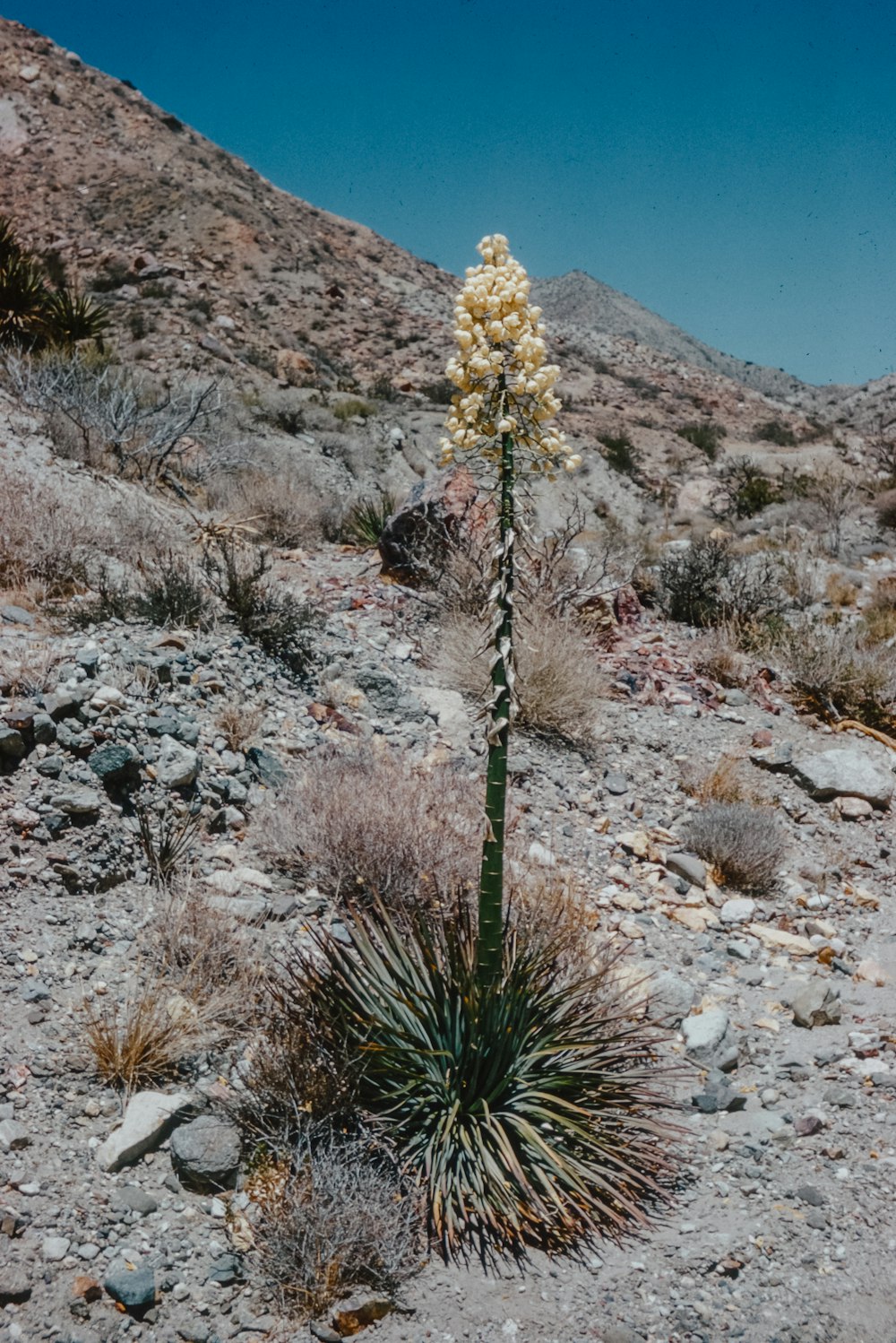 a small plant in the middle of a rocky area