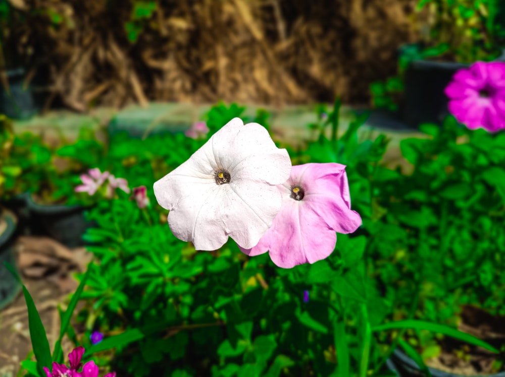 a pink and white flower in a garden