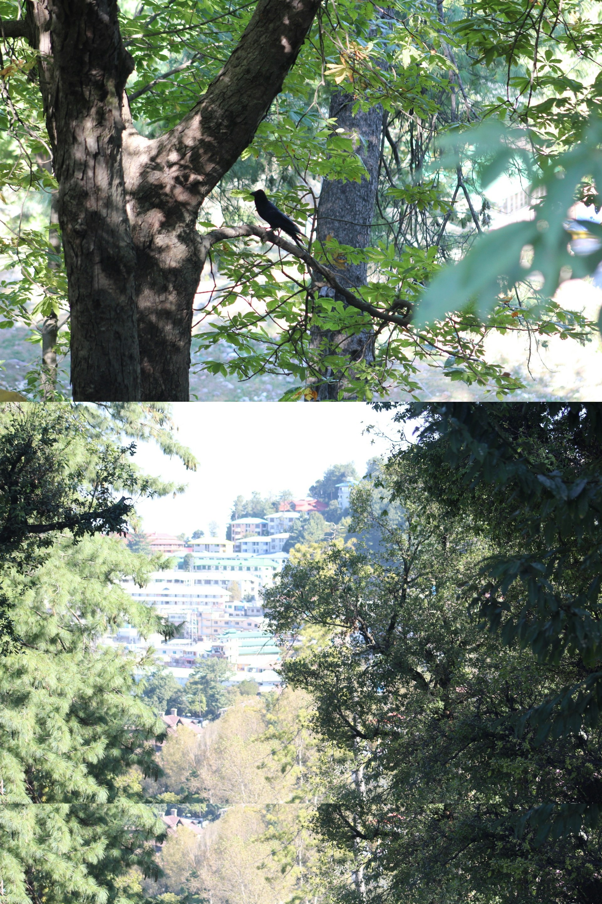 Dos fotos de árboles y un banco en un parque