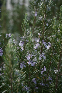 a close up of a plant with purple flowers
