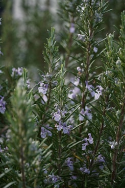 a close up of a plant with purple flowers