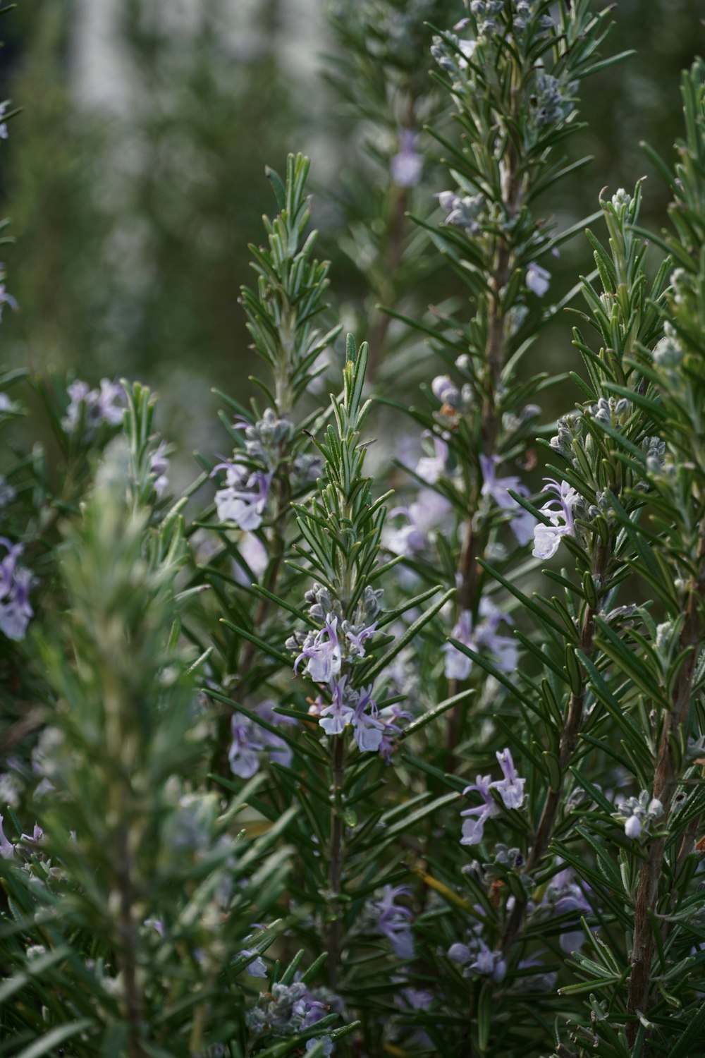 a close up of a plant with purple flowers