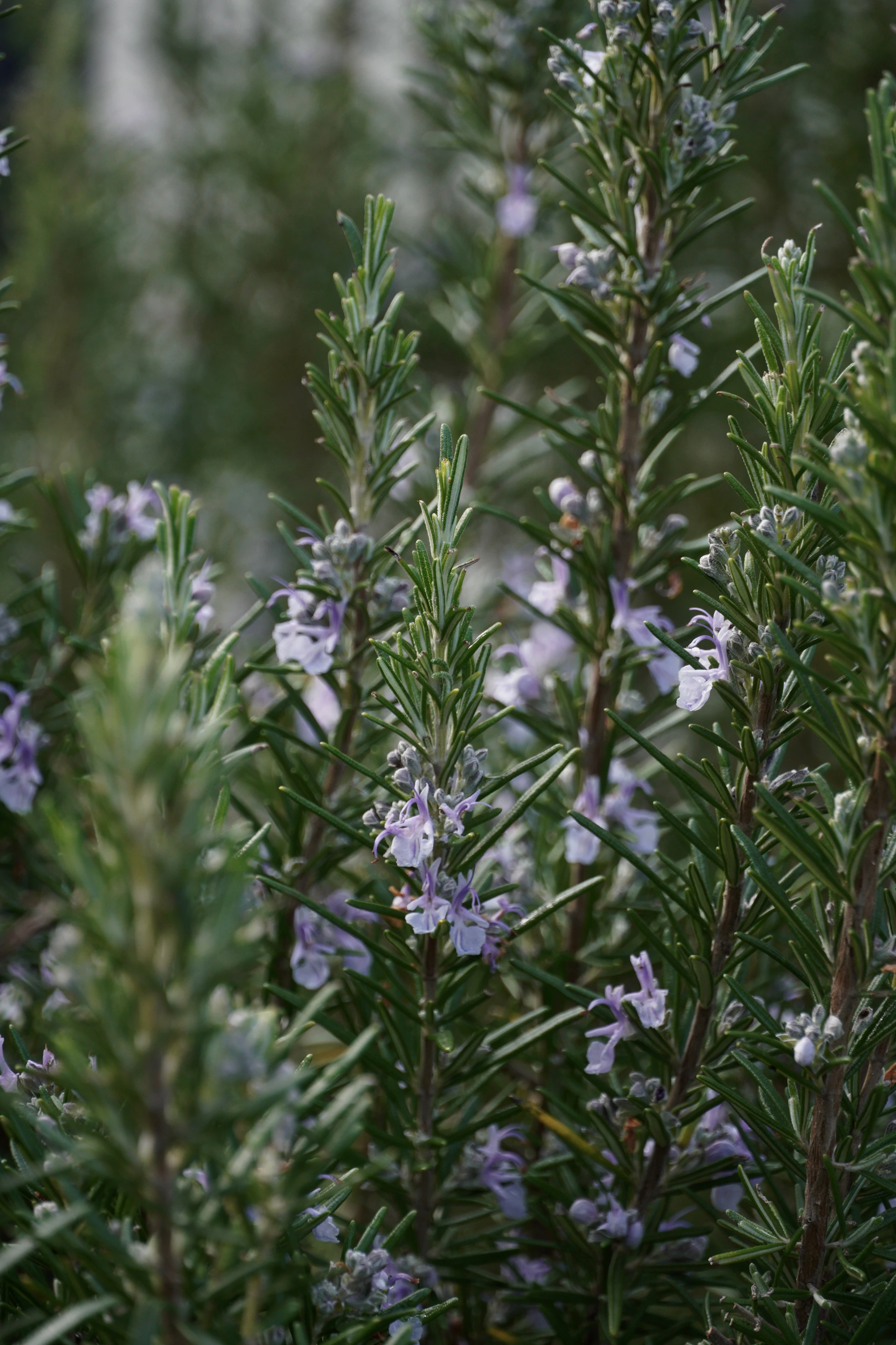 a close up of a plant with purple flowers