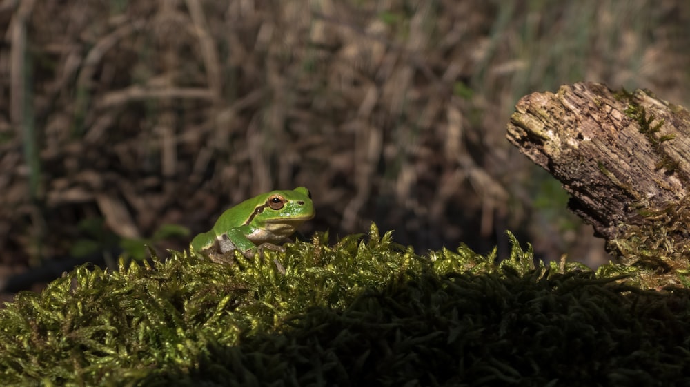 a green frog sitting on top of a moss covered ground