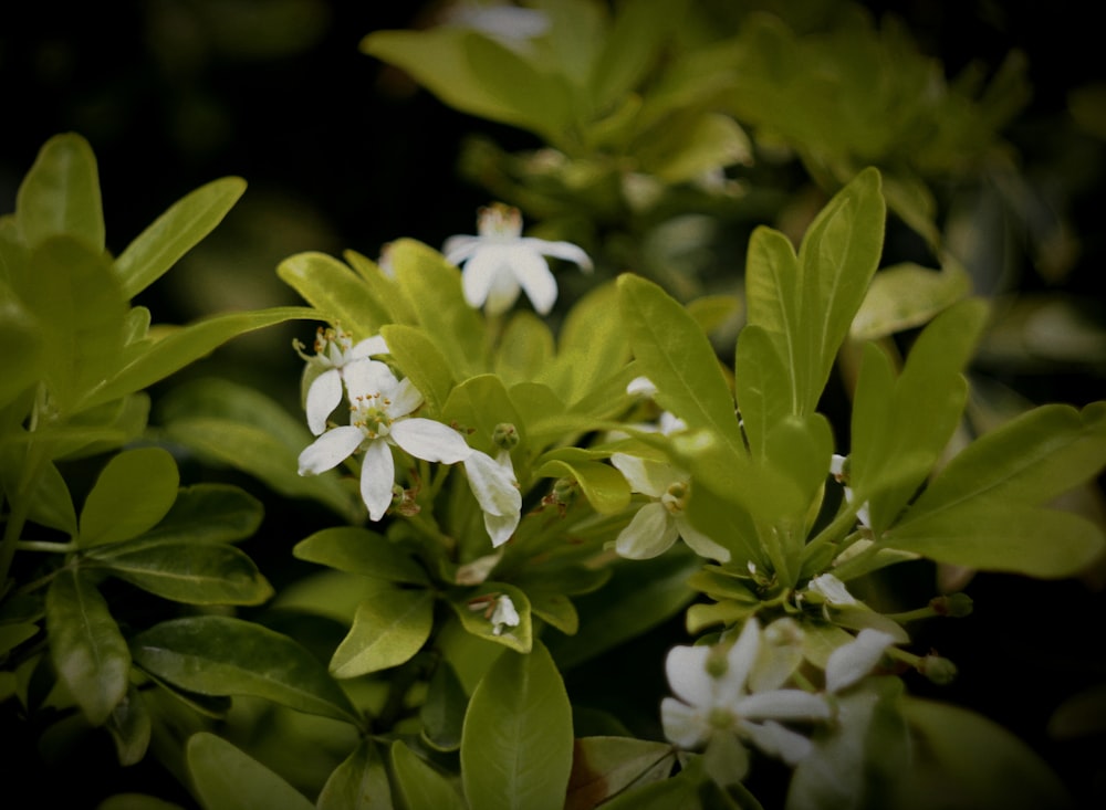 a bush with white flowers and green leaves