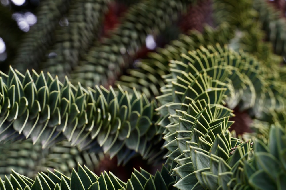 a close up of a bunch of green plants