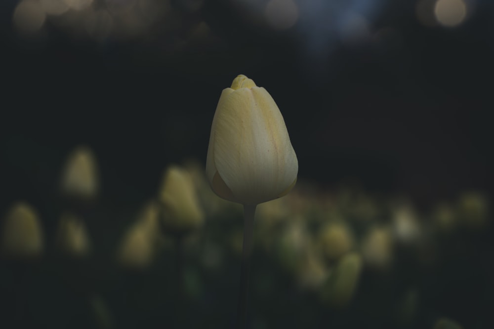 a single white tulip in a field of yellow tulips