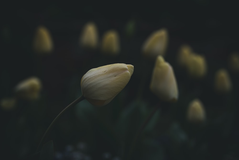 a close up of a yellow tulip in a field of flowers