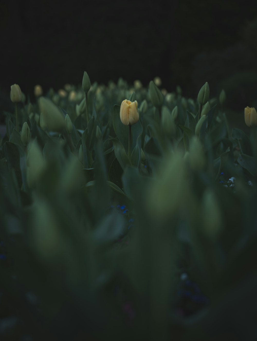 a group of yellow tulips in a field