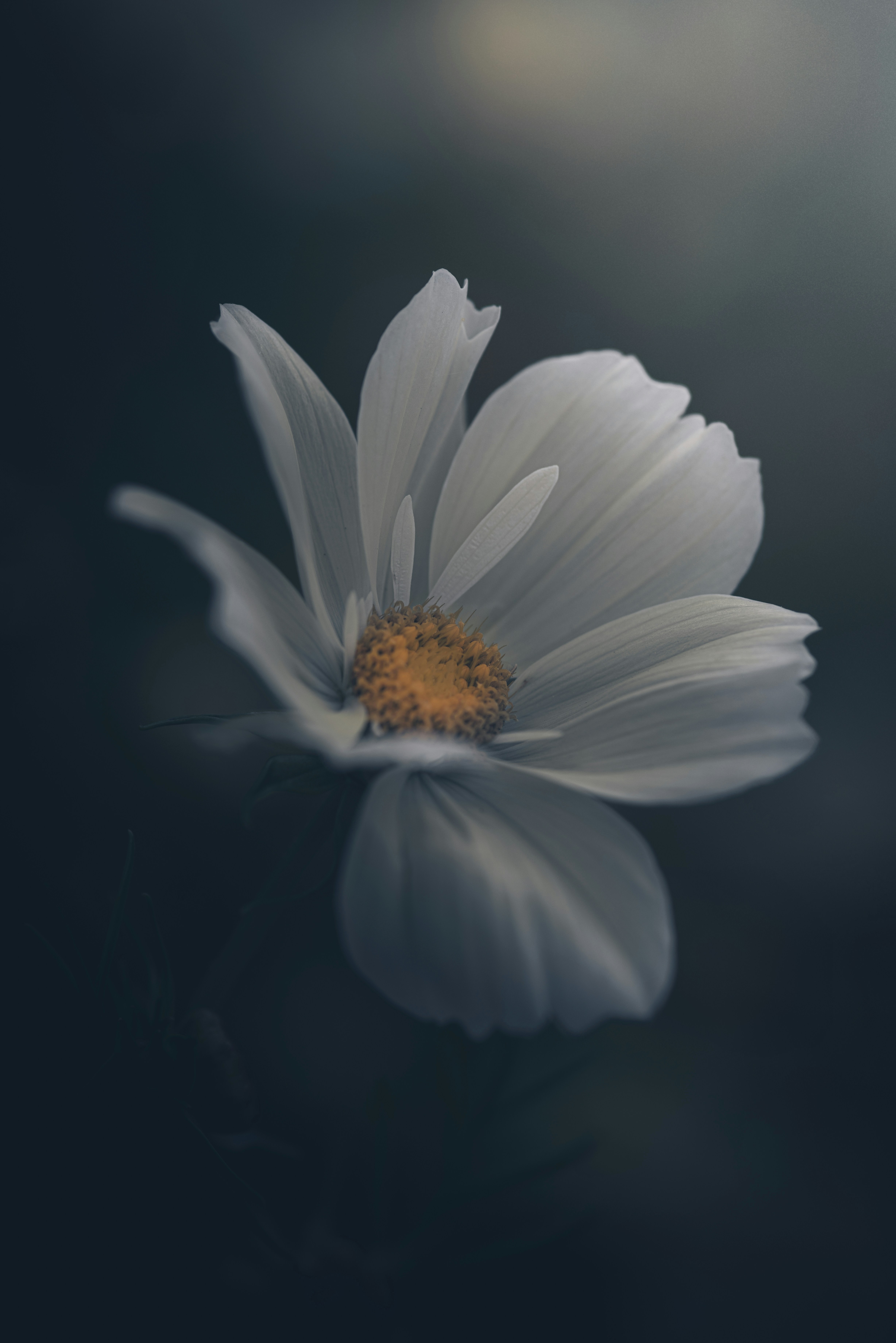 Photo by matt_captures_nature