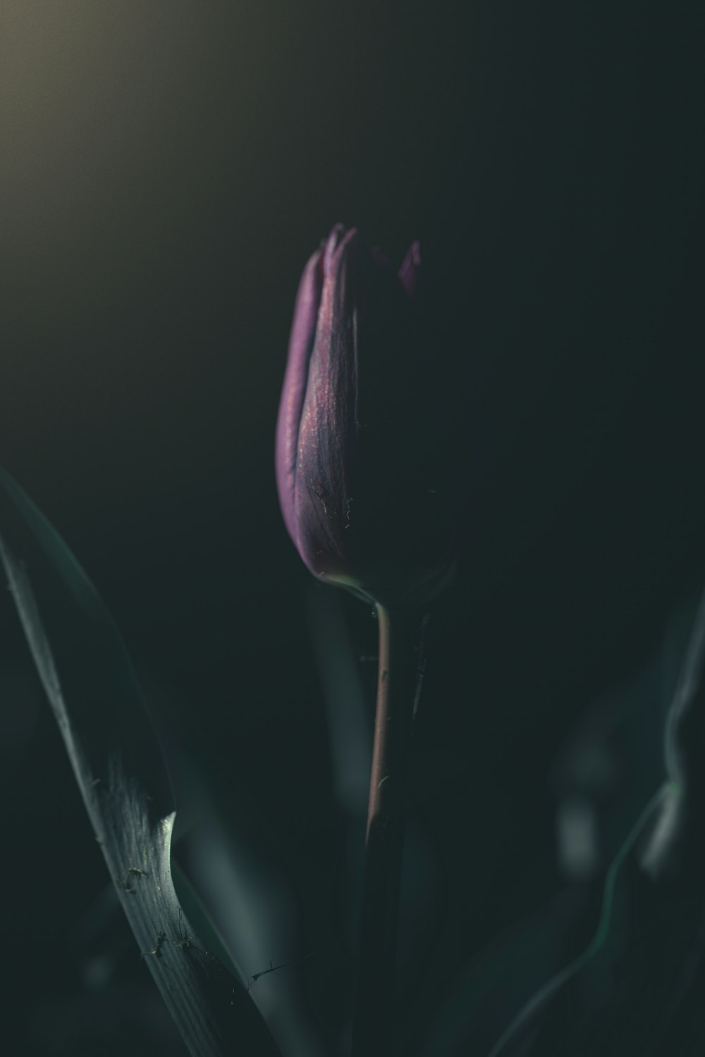a single purple tulip in a dark room