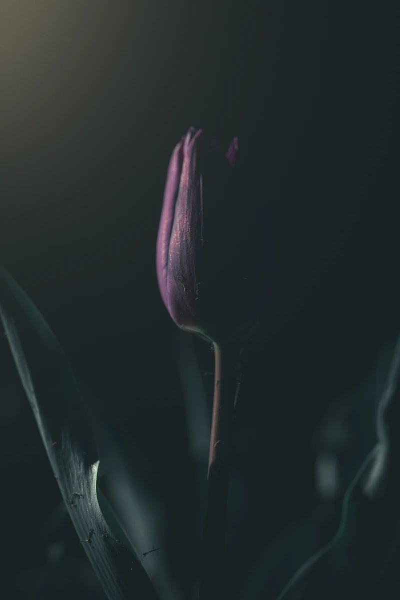 A deep aubergine tulip in low light