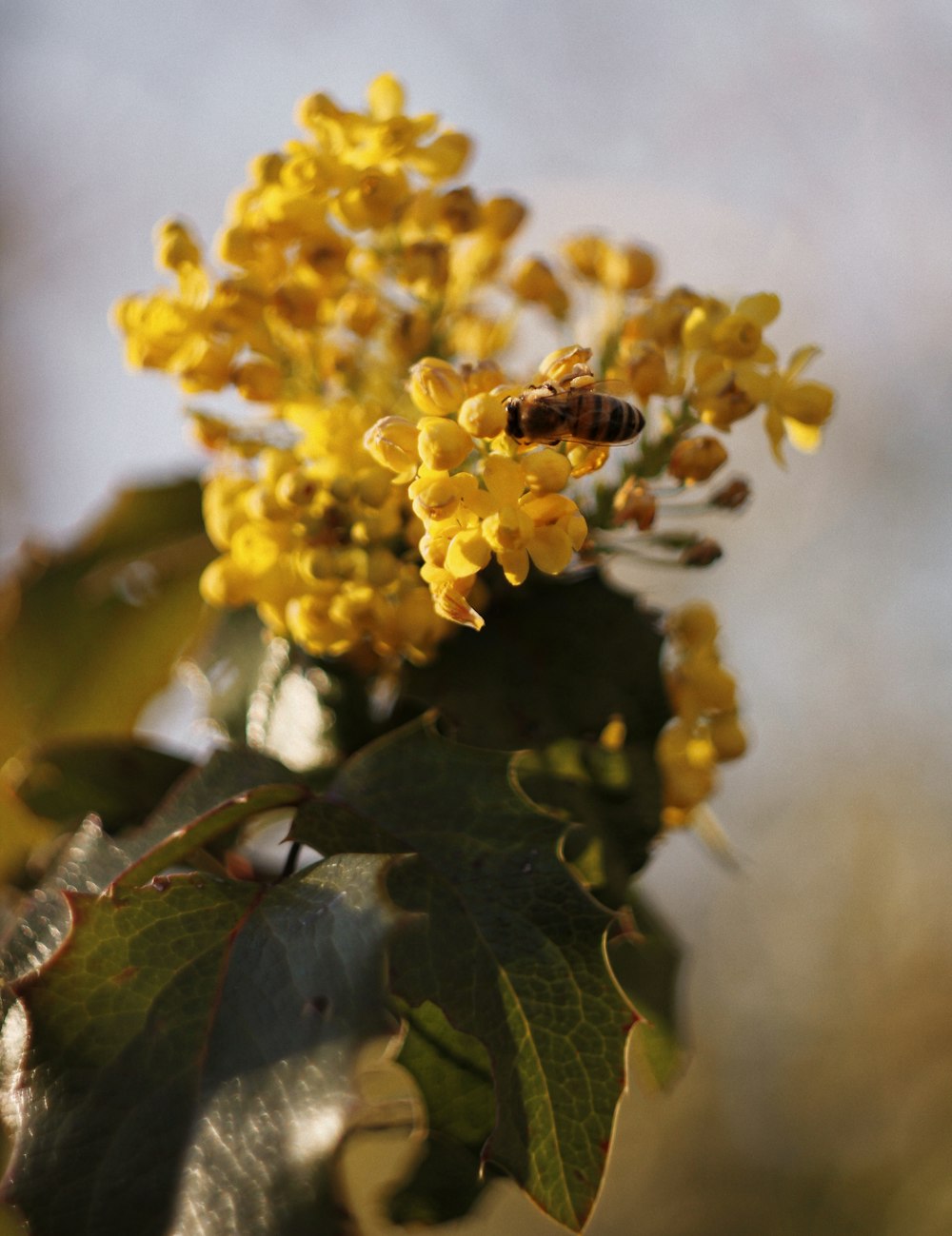 a bee is sitting on a yellow flower