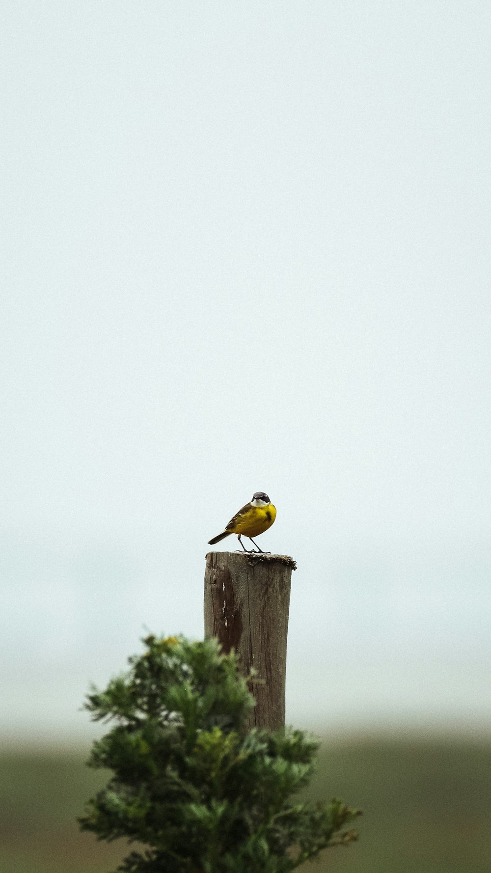 a small yellow bird sitting on top of a wooden post