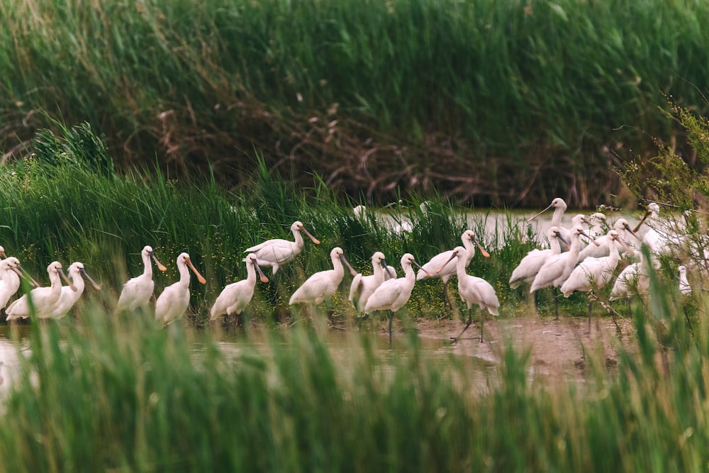 a group of white birds standing in a body of water