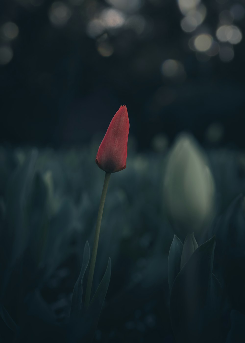 a single red tulip in a field of white tulips
