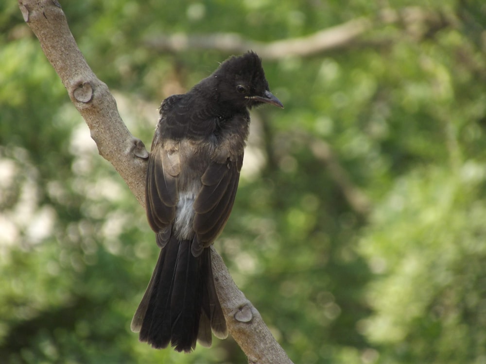 a black bird sitting on a tree branch