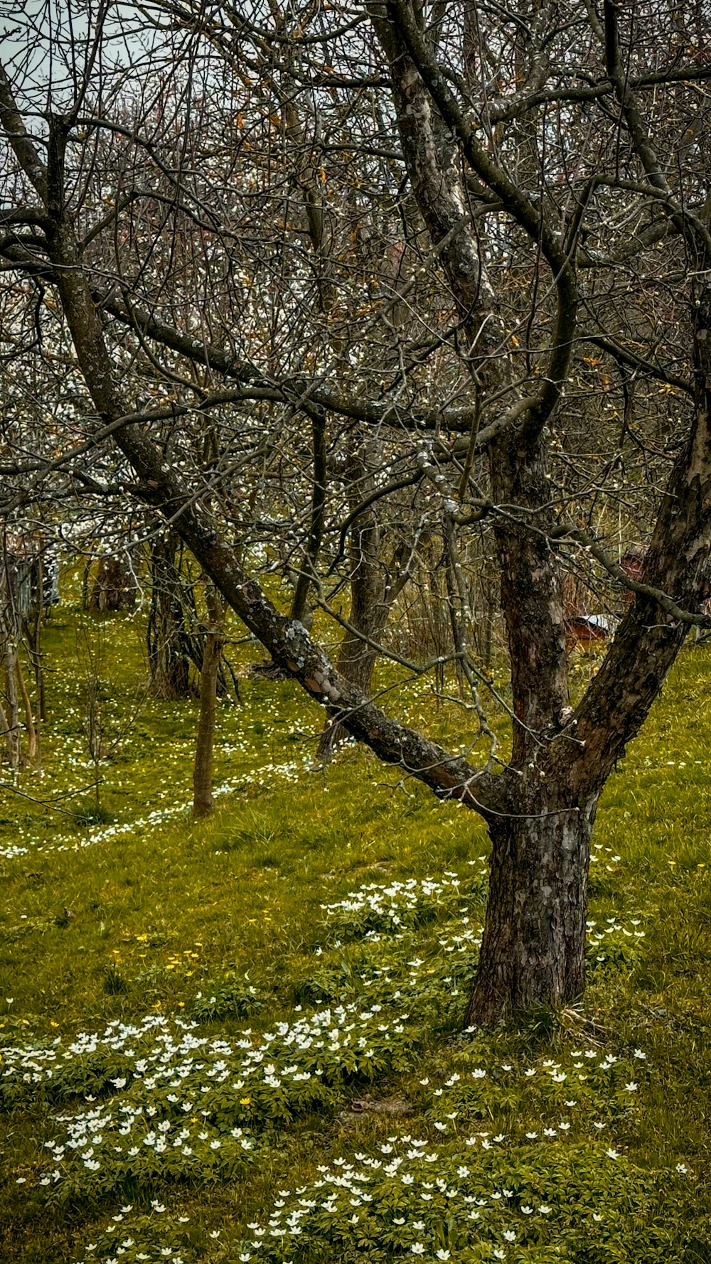 a tree in a grassy area with white flowers