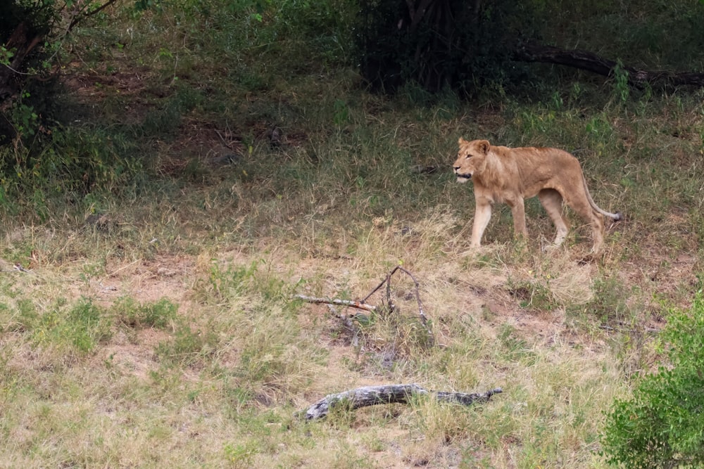 a lion walking across a grass covered field