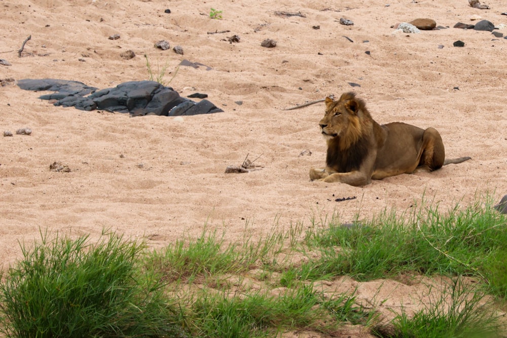 a lion laying in the sand on a beach
