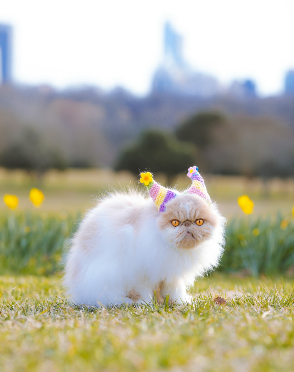a cat wearing a birthday hat in the grass