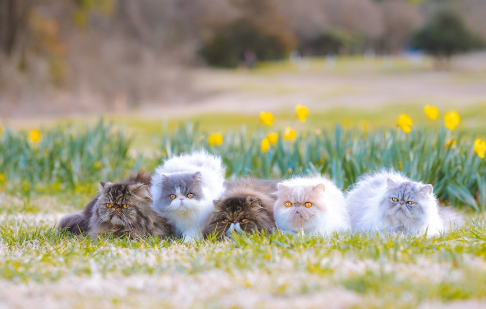a group of cats sitting on top of a lush green field