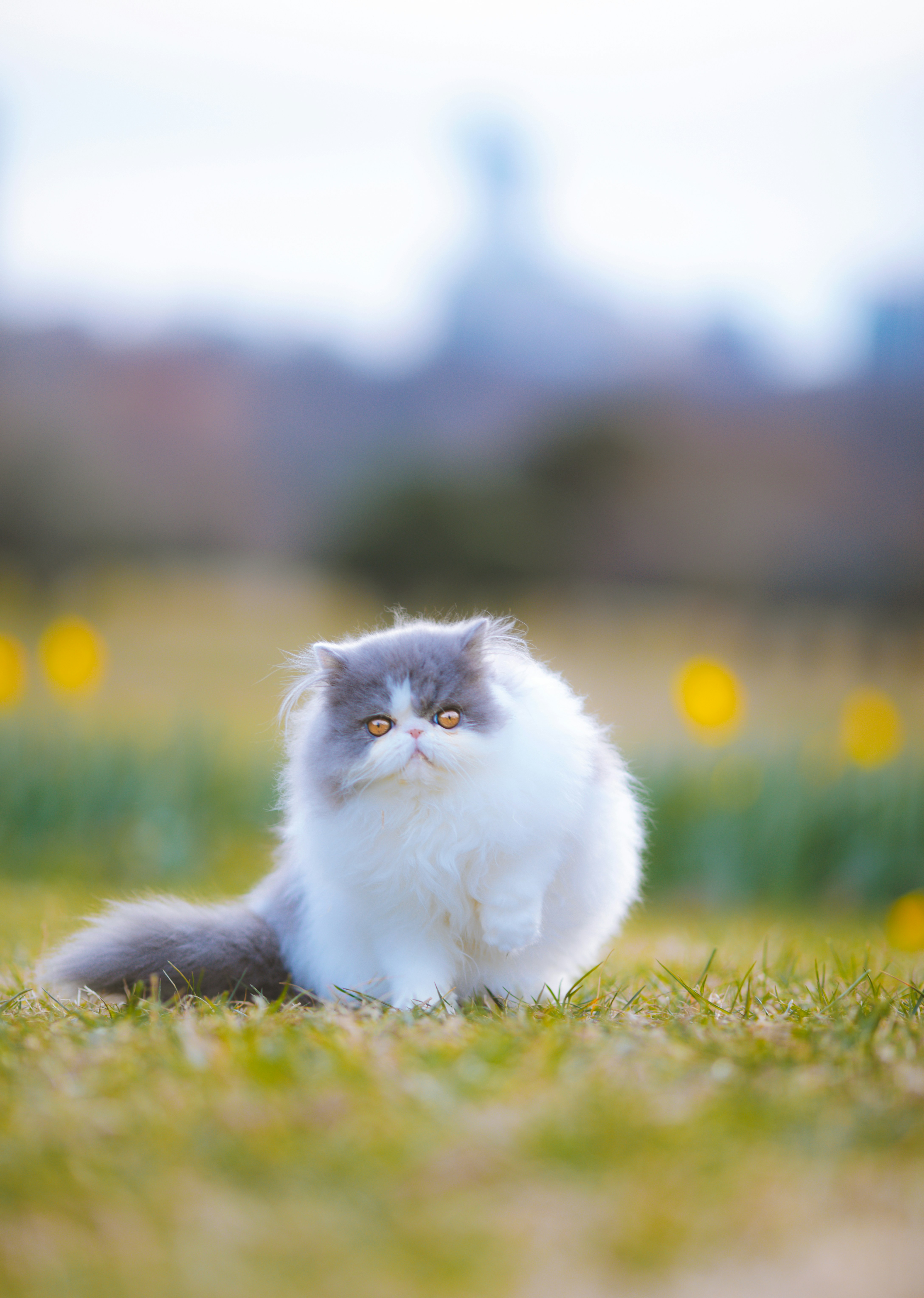 a grey and white cat sitting in the grass