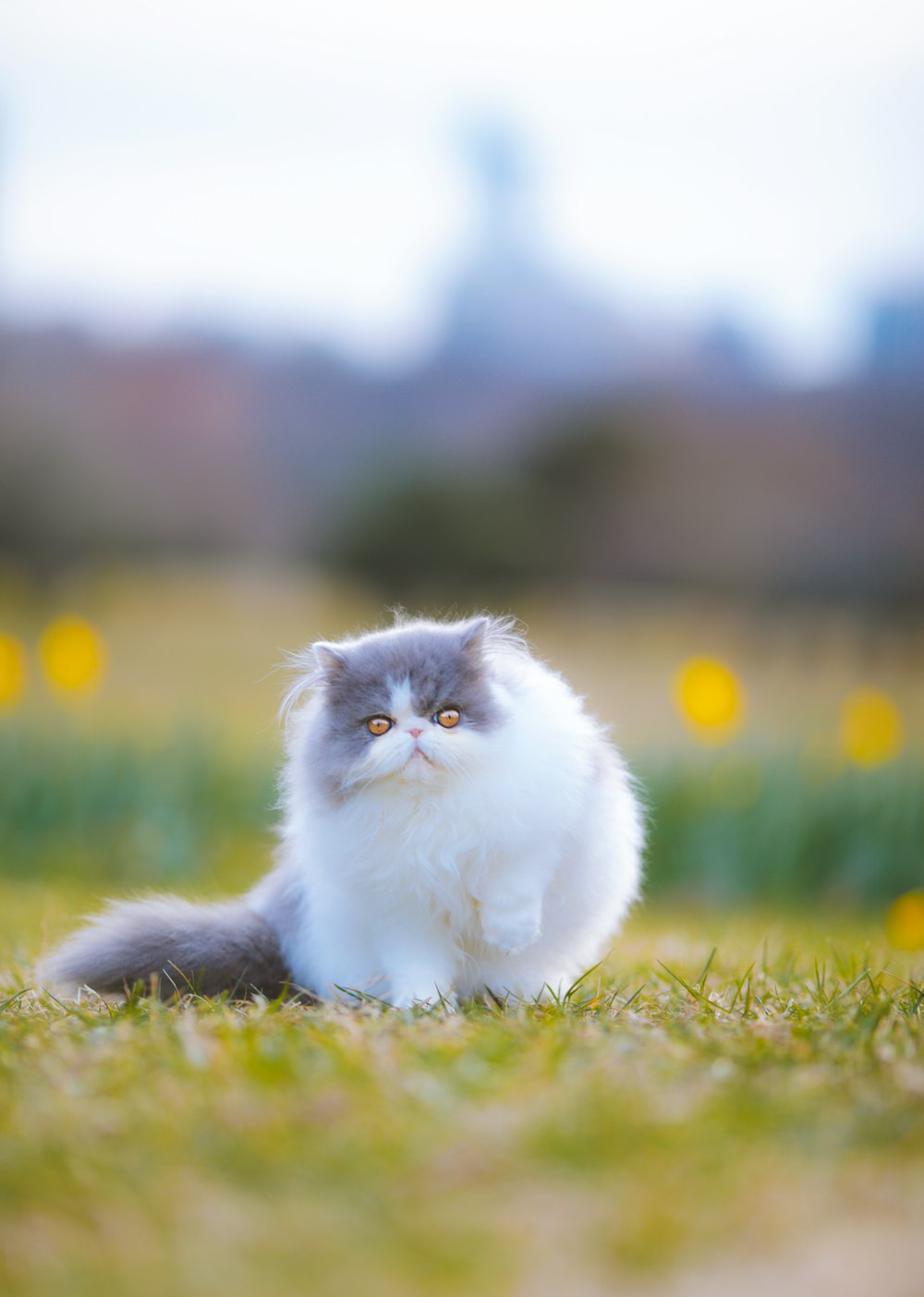a grey and white cat sitting in the grass