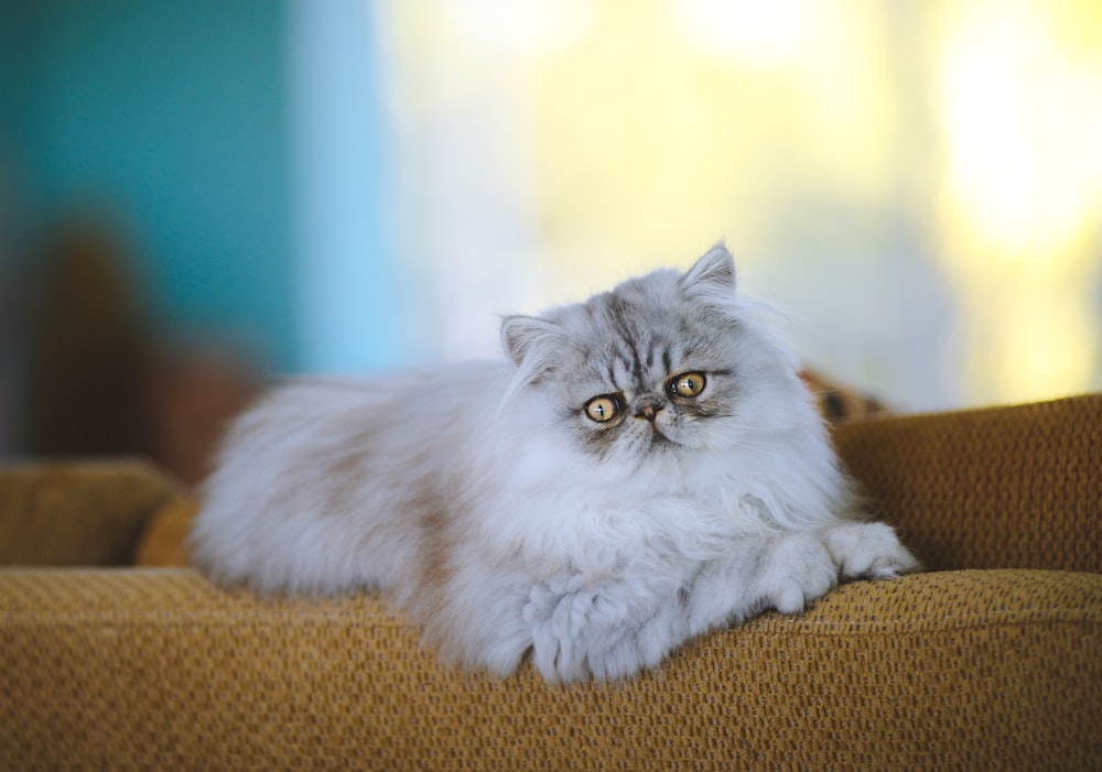 un gato blanco esponjoso sentado encima de un sofá