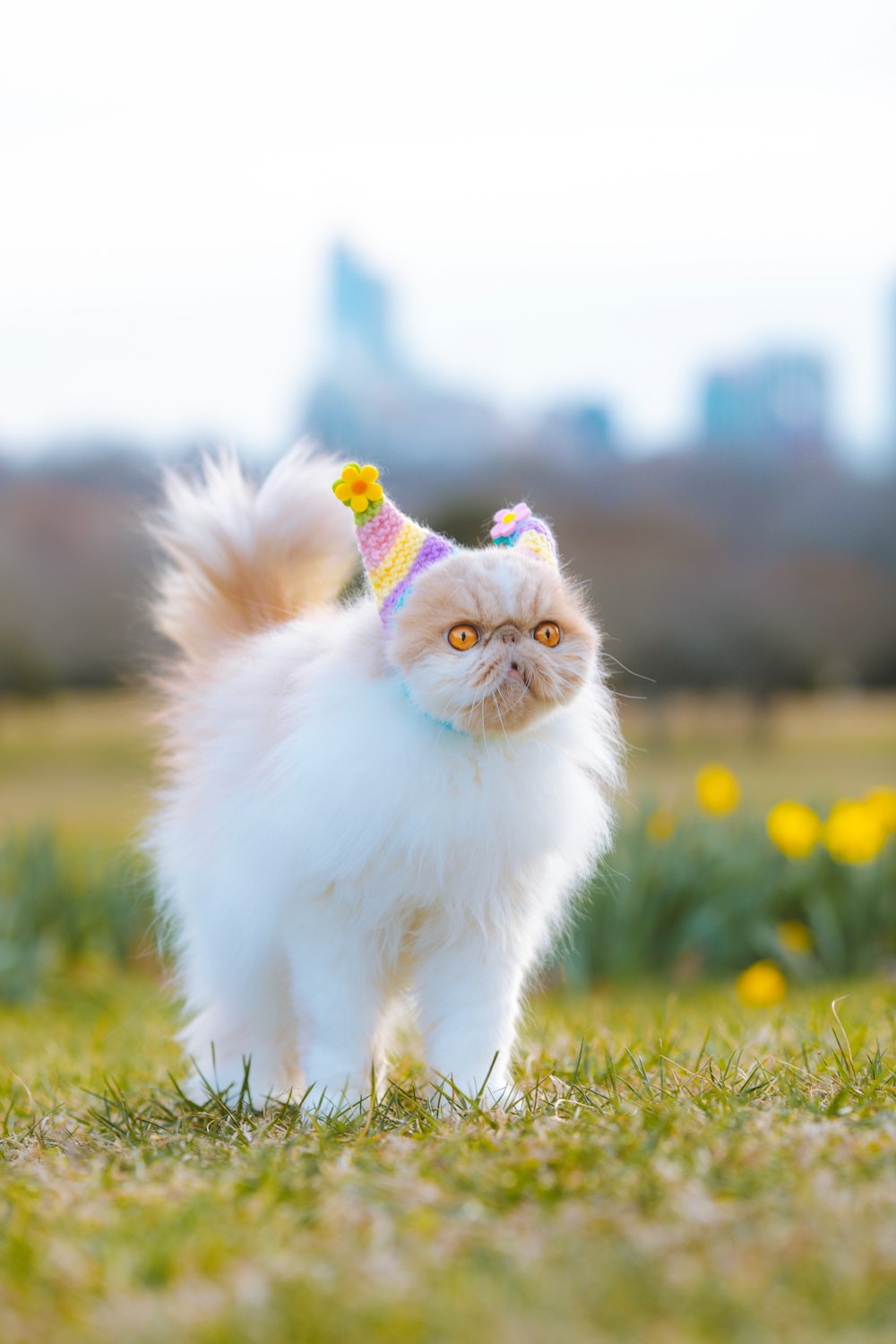 풀밭을 걷는 파티 모자를 쓴 고양이