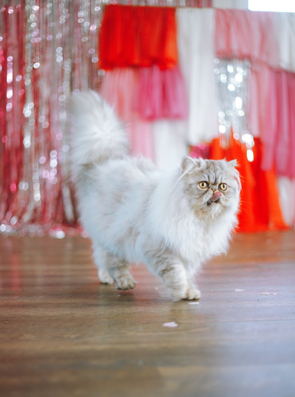a fluffy white cat walking across a wooden floor