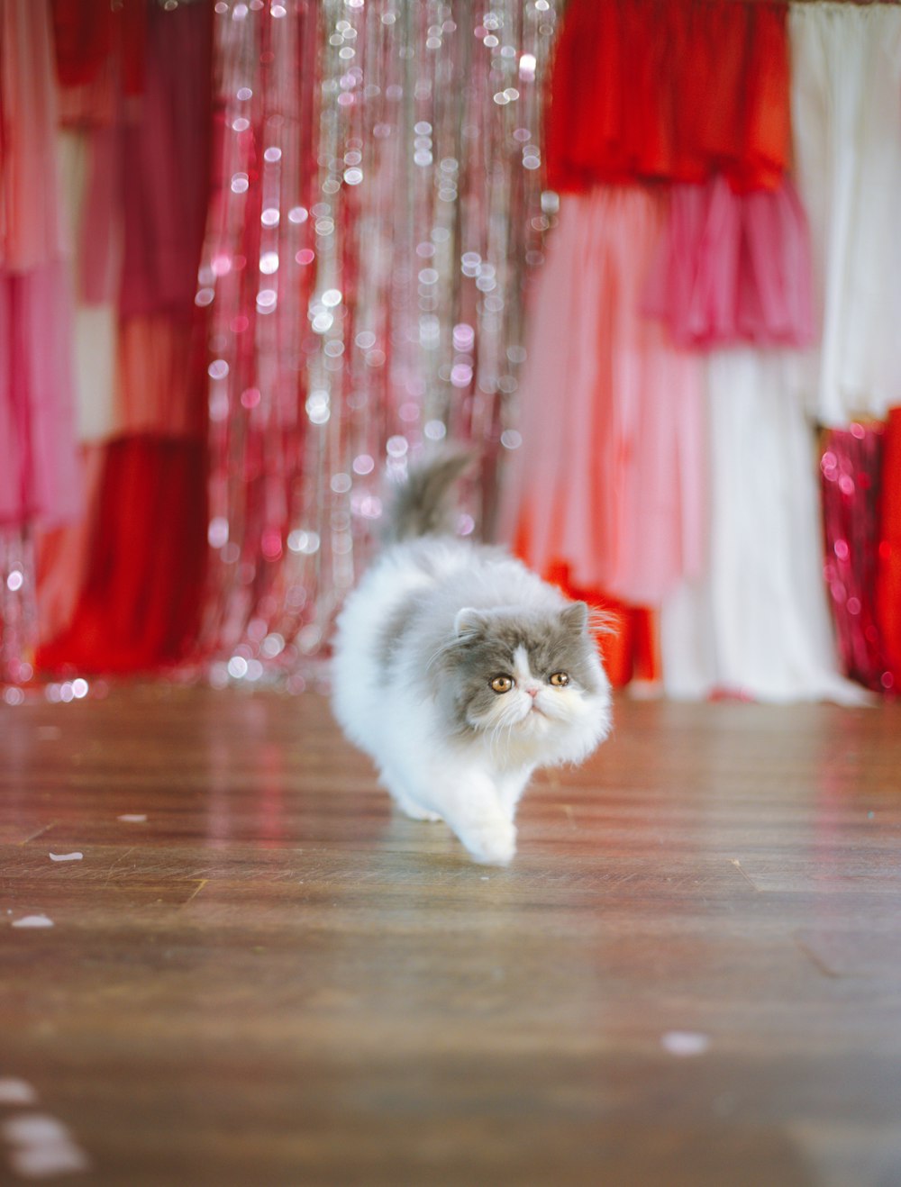 a cat walking across a wooden floor in front of a curtain