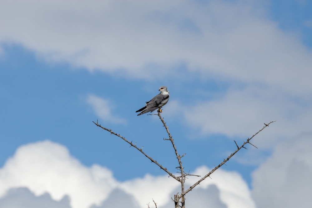 a bird sitting on top of a tree branch