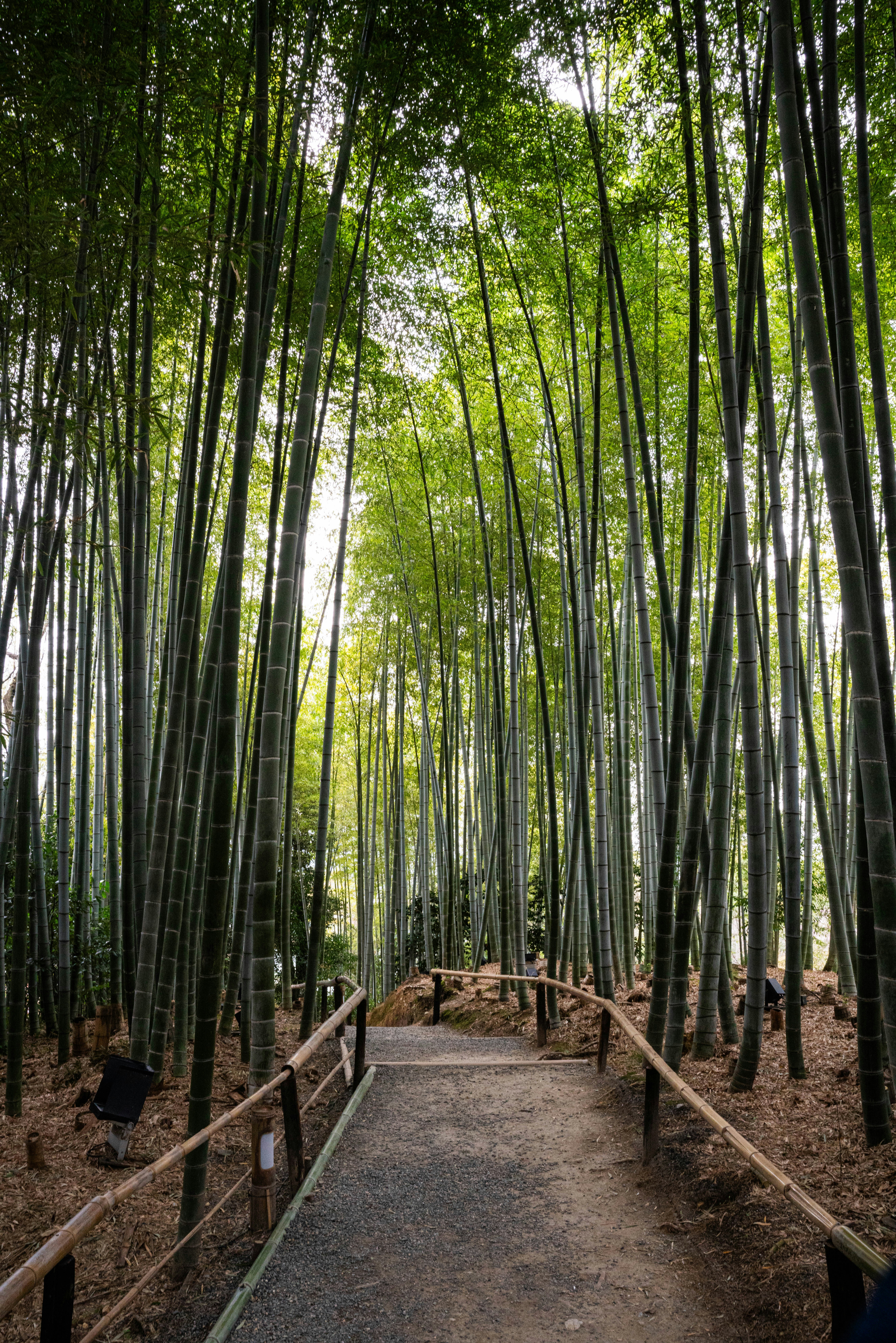 Photo by davidemrich