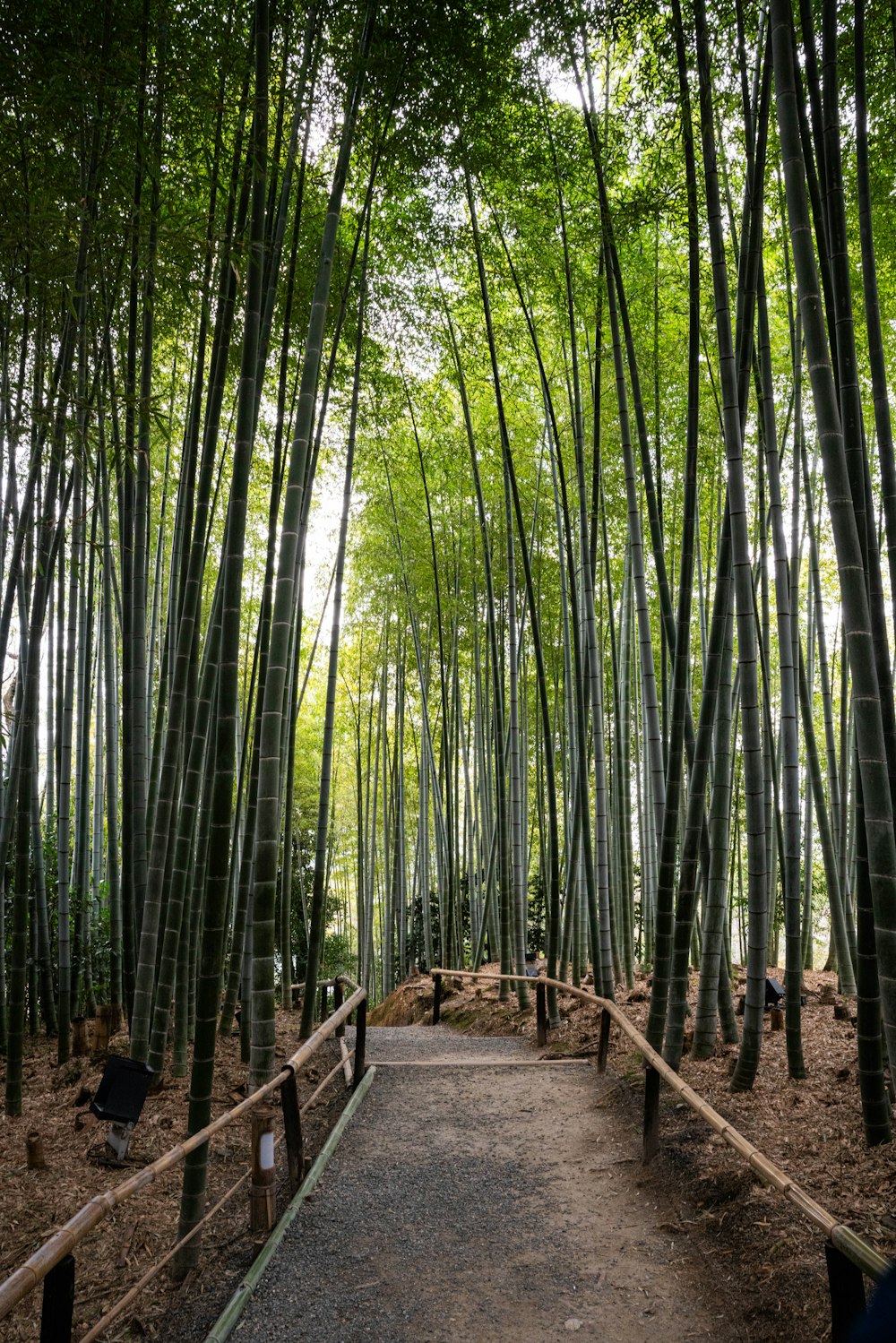 a path through a bamboo forest with lots of trees