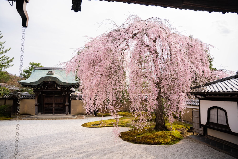 a pink tree in front of a building