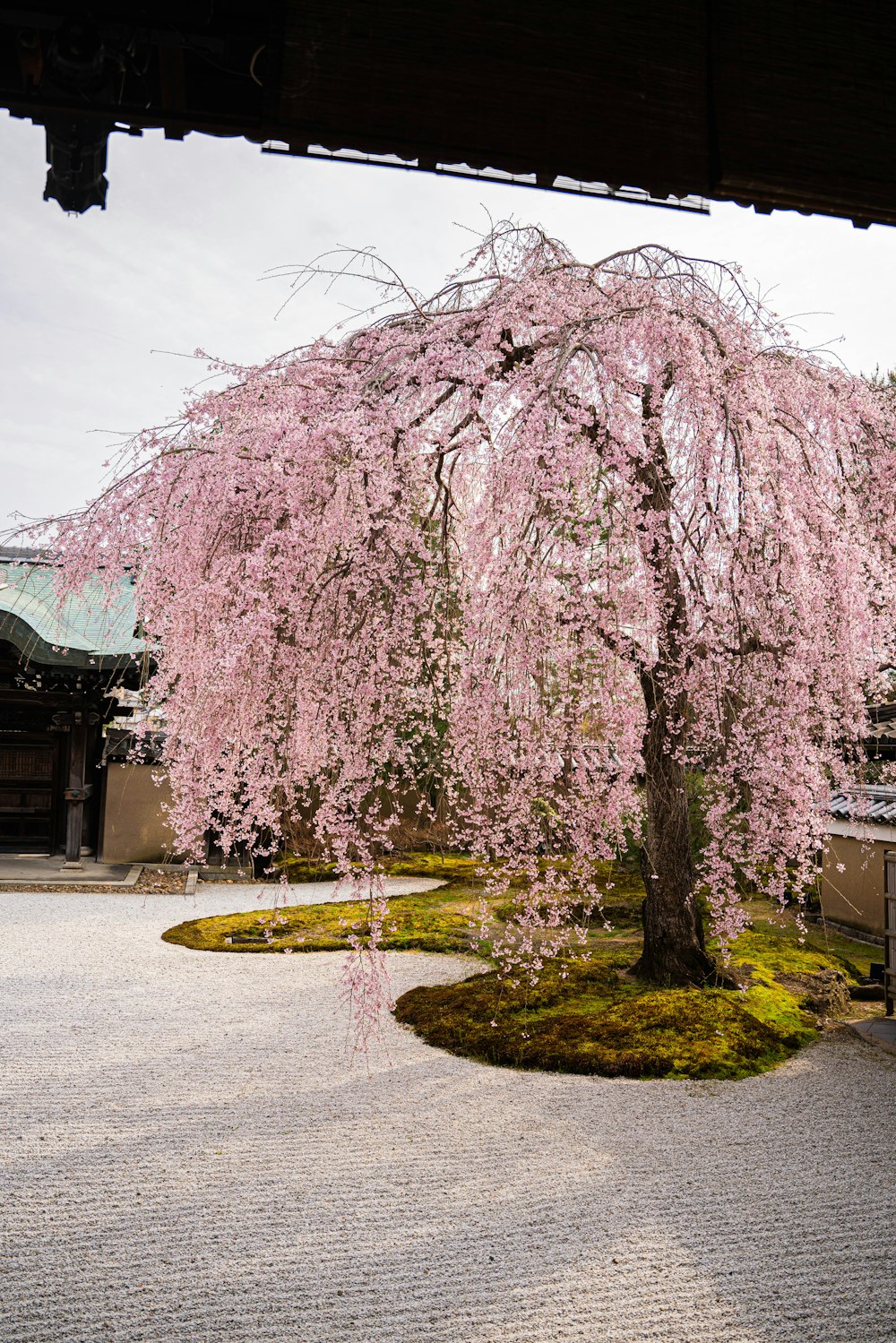 a large pink tree in a garden next to a building