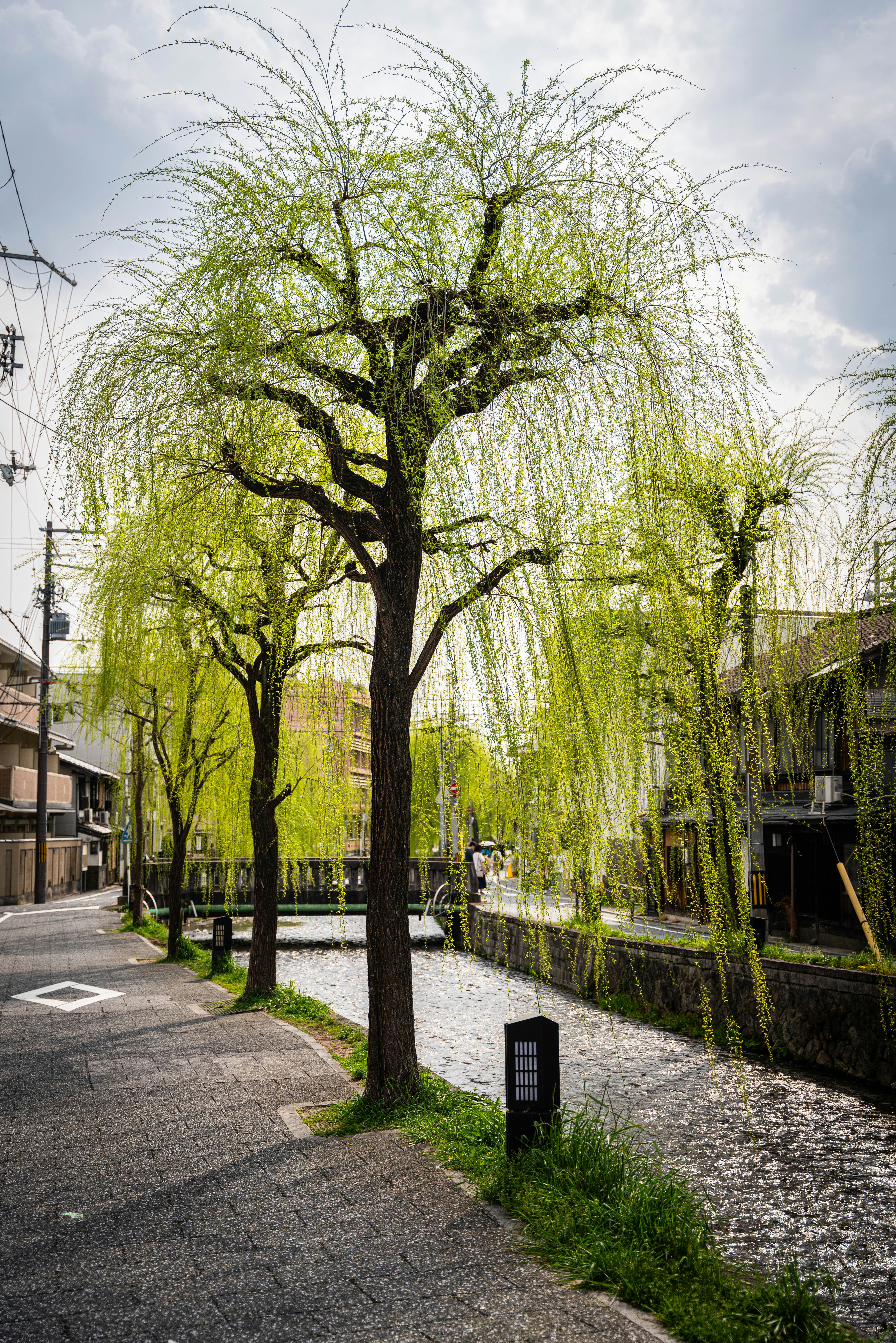 ein Baum, der neben einem Fluss steht