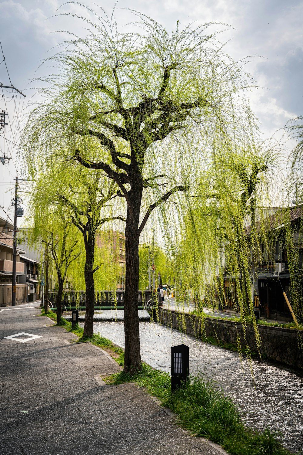 a tree that is next to a river