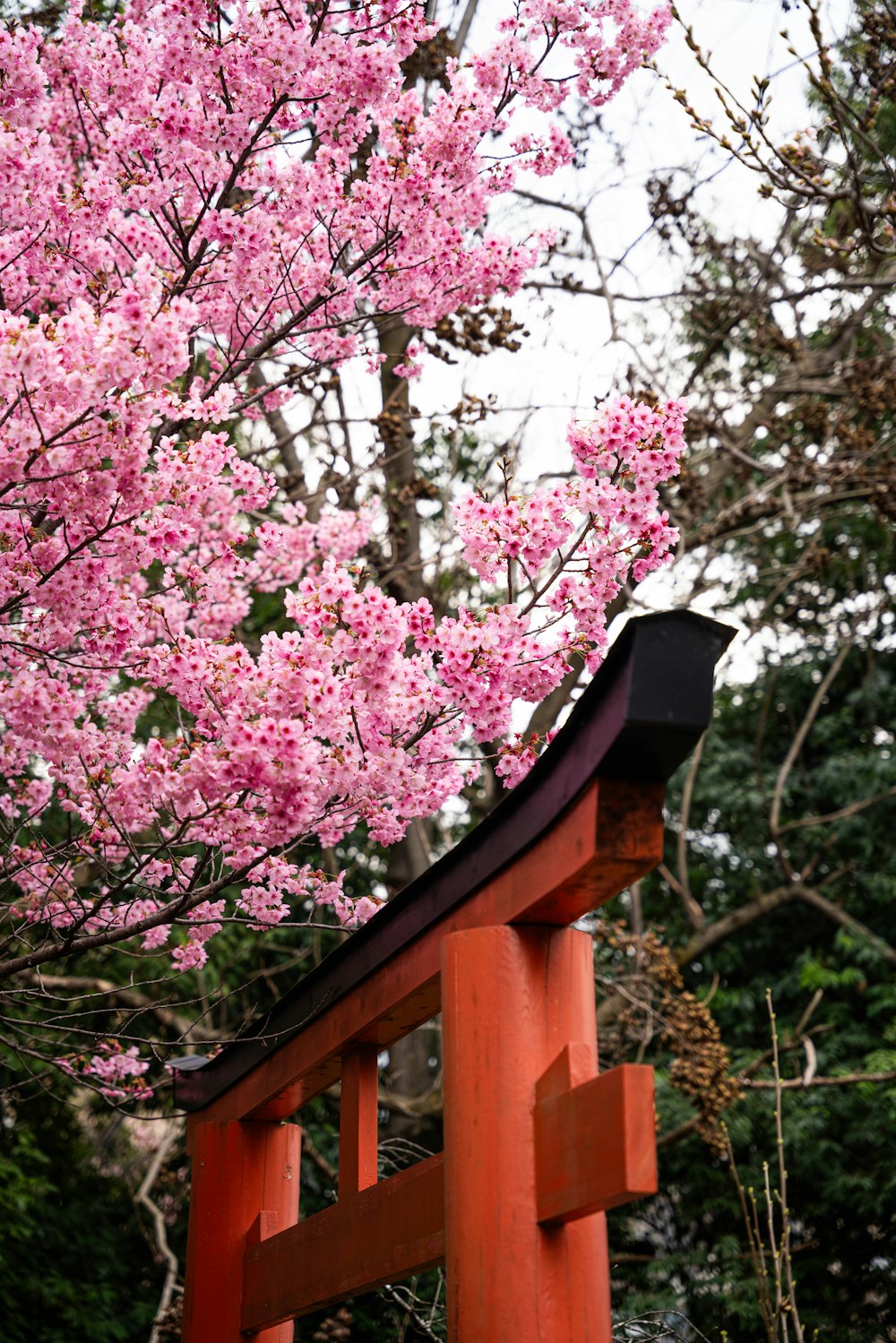 a red wooden bench under a tree with pink flowers