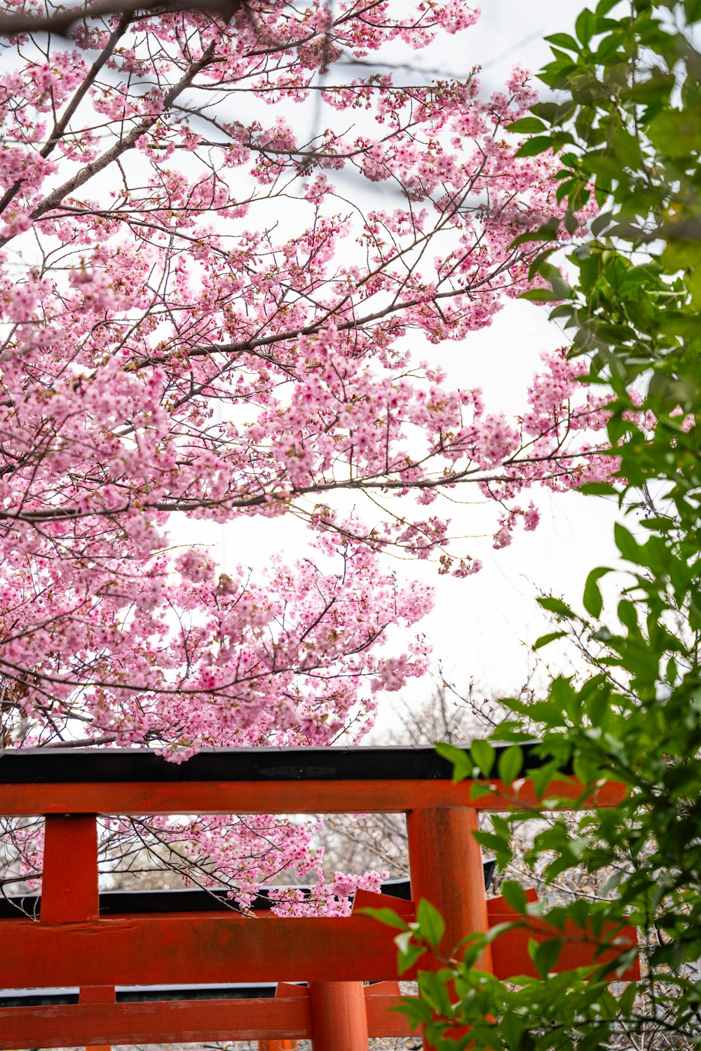a red bench sitting under a tree with pink flowers