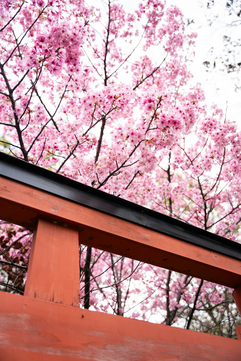 a red wooden bench with a pink tree in the background