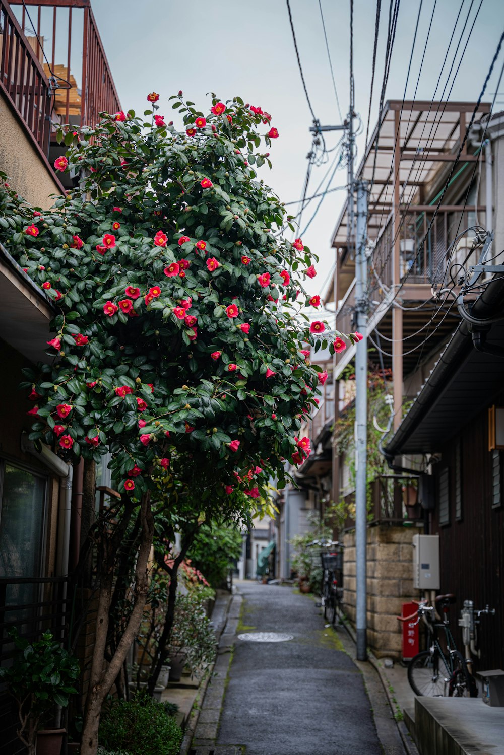a tree with red flowers in the middle of a narrow street