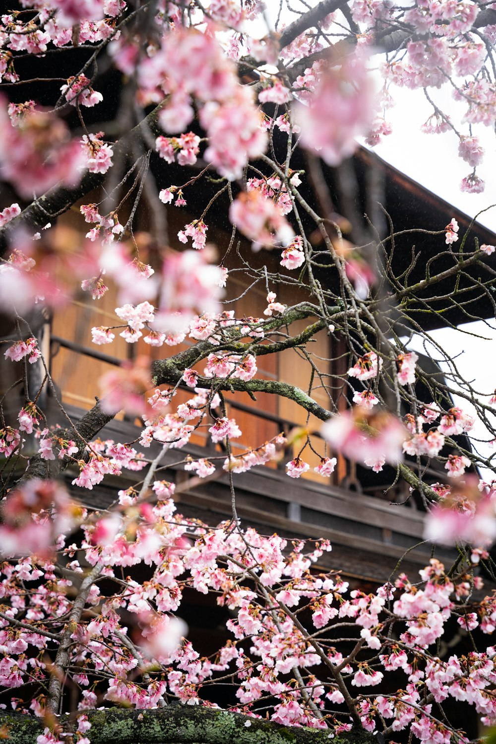 a tree with pink flowers in front of a building