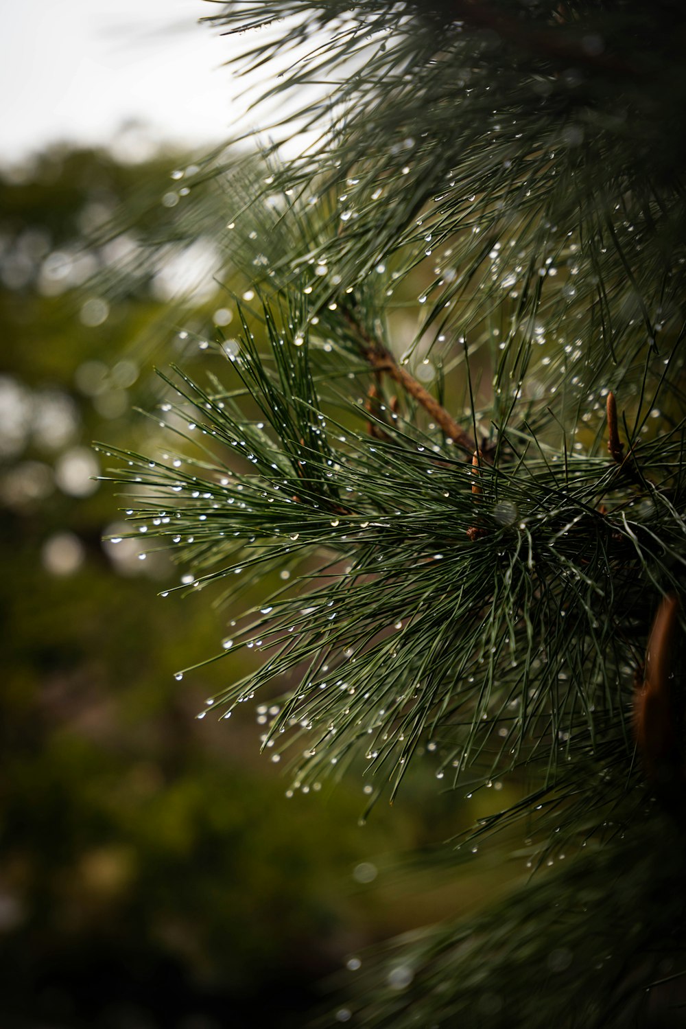 a pine tree with water droplets on it