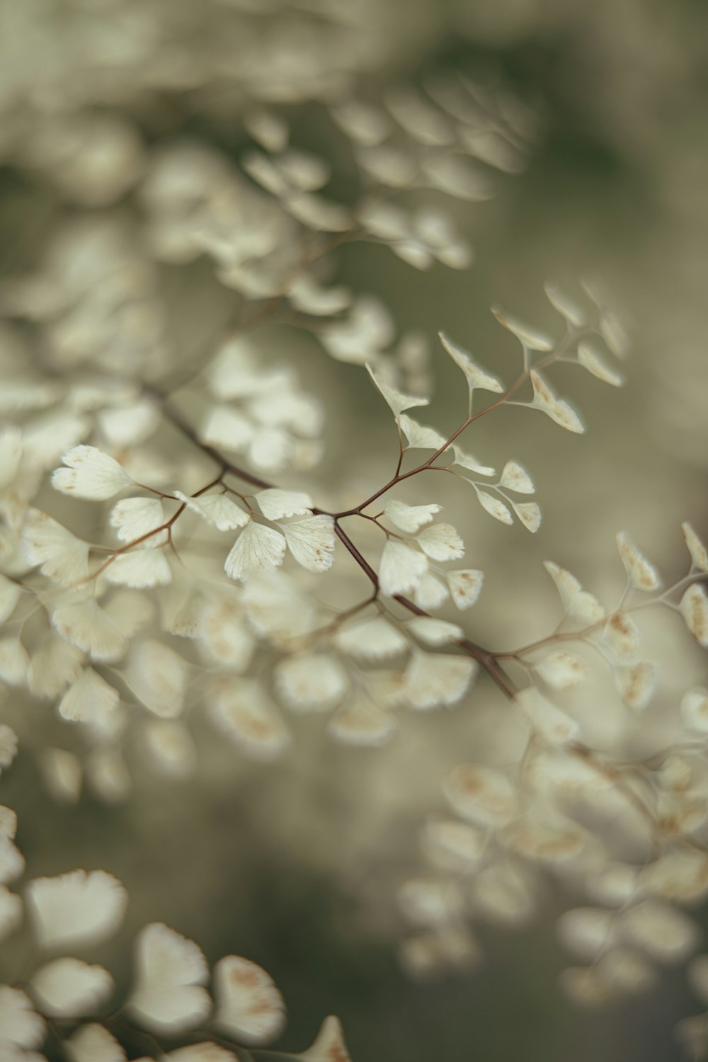 a close up of a tree with white flowers