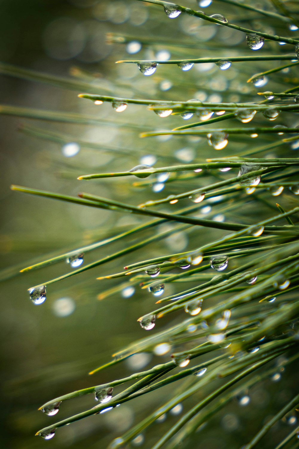 drops of water on a pine tree branch